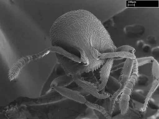 Stigmatomma irayhady specimen CASENT0458591 image casent0458591_3