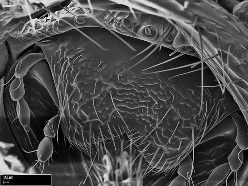 Stigmatomma irayhady specimen CASENT0458591 image casent0458591_4