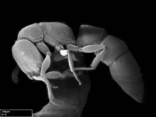 Stigmatomma irayhady specimen CASENT0458591 image casent0458591_5