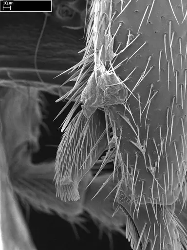 Stigmatomma irayhady specimen CASENT0458591 image casent0458591_6