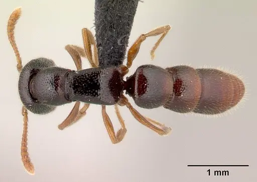 Stigmatomma irayhady specimen CASENT0797614 image casent0797614_1