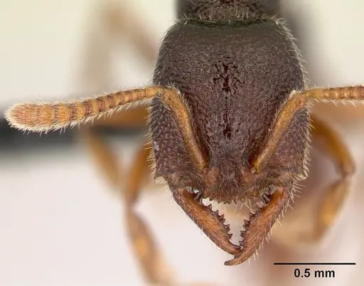 Stigmatomma irayhady specimen CASENT0797614 image casent0797614_2