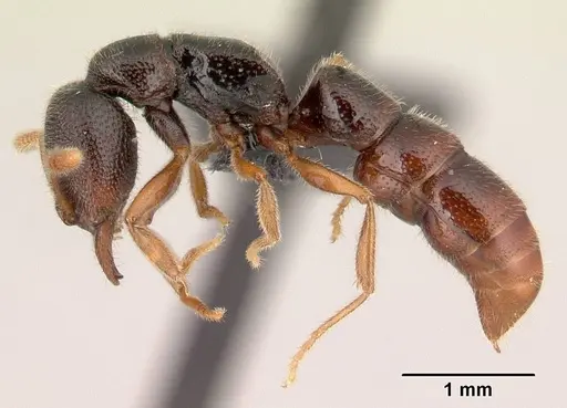 Stigmatomma irayhady specimen CASENT0797614 image casent0797614_3