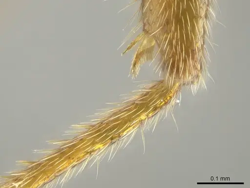 Stigmatomma irayhady specimen CASENT0797614 image casent0797614_4