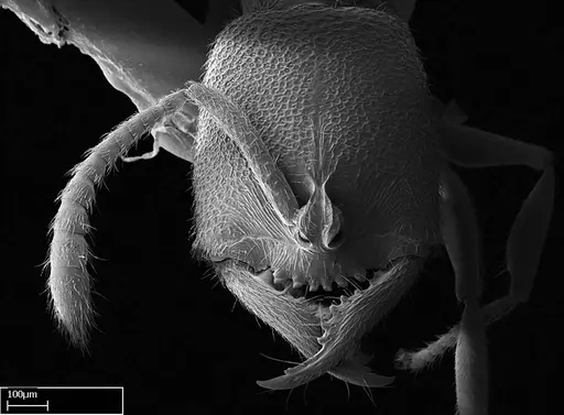 Stigmatomma janovitsika specimen CASENT0145426 image casent0145426_1