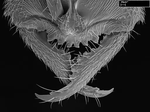 Stigmatomma janovitsika specimen CASENT0145426 image casent0145426_2