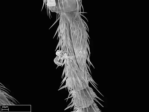 Stigmatomma janovitsika specimen CASENT0145426 image casent0145426_4
