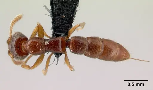 Stigmatomma janovitsika specimen CASENT0159676 image casent0159676_1
