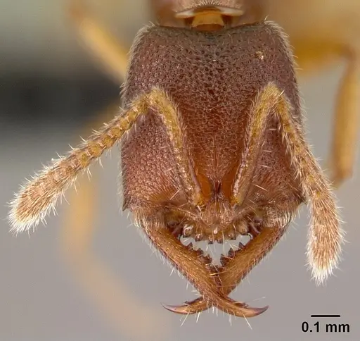 Stigmatomma janovitsika specimen CASENT0159676 image casent0159676_2