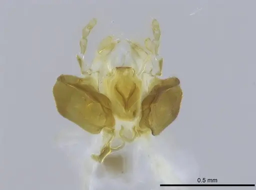 Stigmatomma janovitsika specimen CASENT0159679 image casent0159679_1