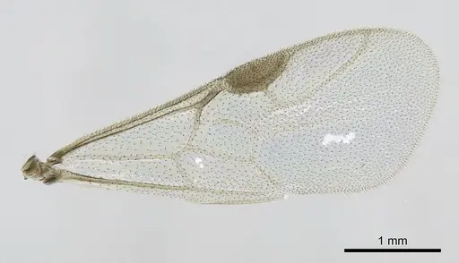 Stigmatomma janovitsika specimen CASENT0160792 image casent0160792_1