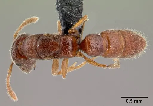 Stigmatomma janovitsika specimen CASENT0161532 image casent0161532_1