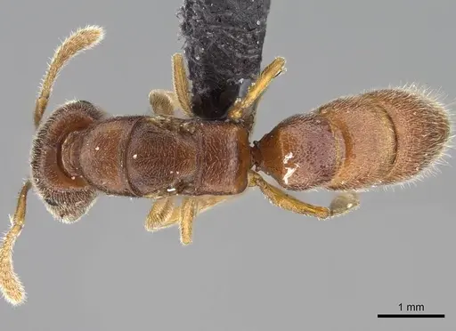 Stigmatomma janovitsika specimen CASENT0161532 image casent0161532_2