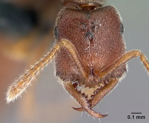 Stigmatomma janovitsika specimen CASENT0161532 image casent0161532_3