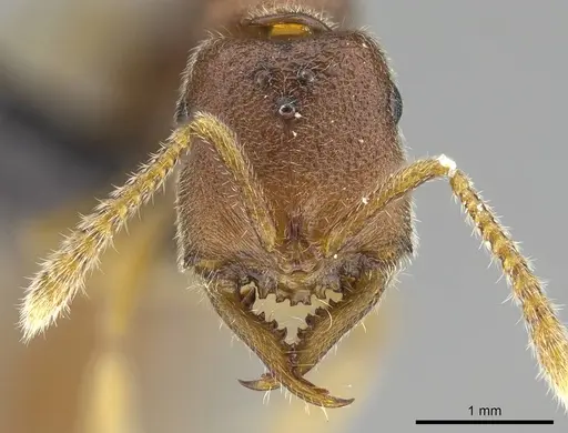Stigmatomma janovitsika specimen CASENT0161532 image casent0161532_4