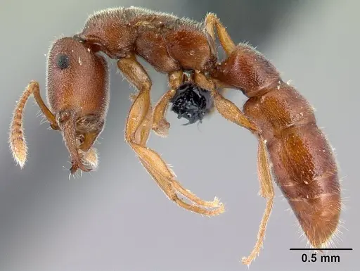 Stigmatomma janovitsika specimen CASENT0161532 image casent0161532_5