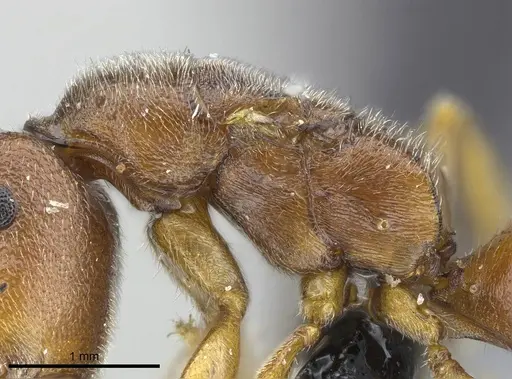 Stigmatomma janovitsika specimen CASENT0161532 image casent0161532_6