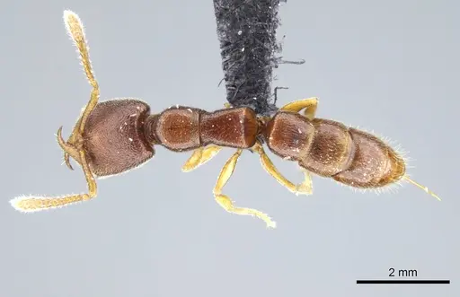 Stigmatomma janovitsika specimen CASENT0161533 image casent0161533_1