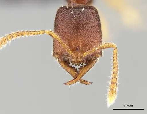 Stigmatomma janovitsika specimen CASENT0161533 image casent0161533_2