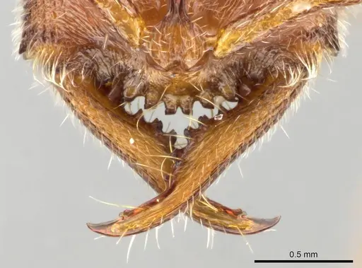 Stigmatomma janovitsika specimen CASENT0161533 image casent0161533_3