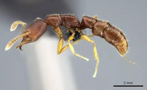 Stigmatomma janovitsika specimen CASENT0161533 image casent0161533_4
