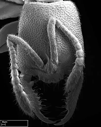 Stigmatomma janovitsika specimen CASENT0318418 image casent0318418_1