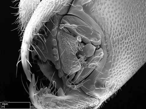 Stigmatomma janovitsika specimen CASENT0318418 image casent0318418_2