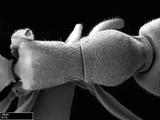 Stigmatomma janovitsika specimen CASENT0318418 image casent0318418_3