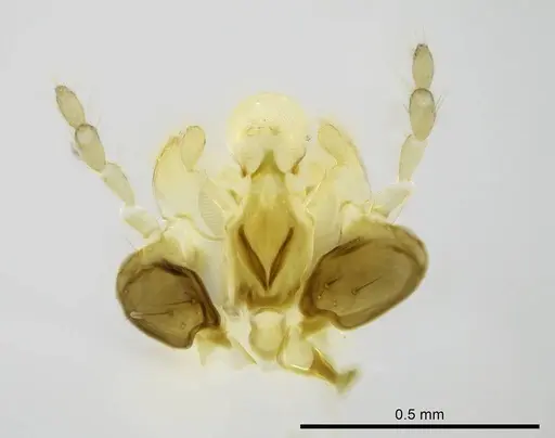 Stigmatomma janovitsika specimen CASENT0318446 image casent0318446_1
