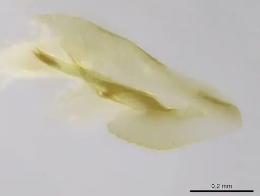 Stigmatomma janovitsika specimen CASENT0318446 image casent0318446_2