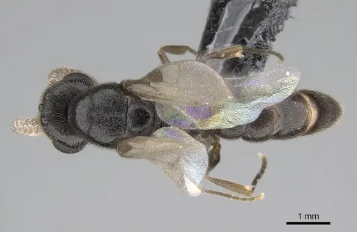 Stigmatomma janovitsika specimen CASENT0318447 image casent0318447_1