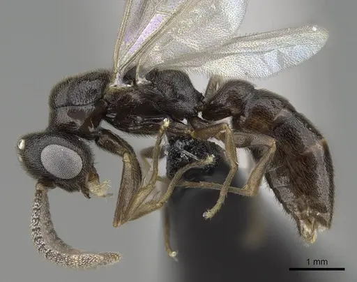 Stigmatomma janovitsika specimen CASENT0318447 image casent0318447_4