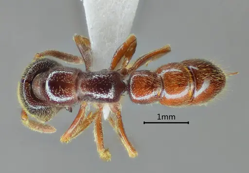 Stigmatomma kangba specimen ANTWEB1060489 image antweb1060489_1