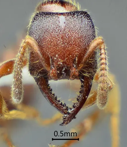 Stigmatomma kangba specimen ANTWEB1060489 image antweb1060489_2