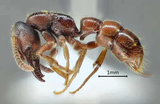 Stigmatomma kangba specimen ANTWEB1060489 image antweb1060489_3