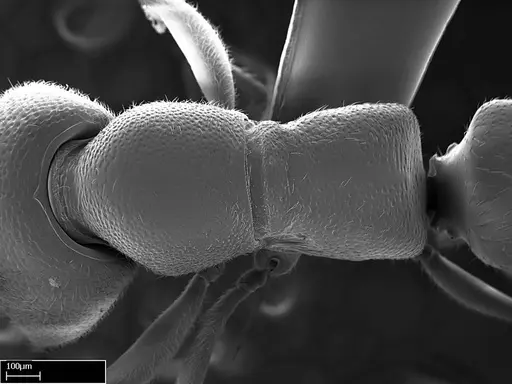 Stigmatomma liebe specimen CASENT0009102 image casent0009102_1