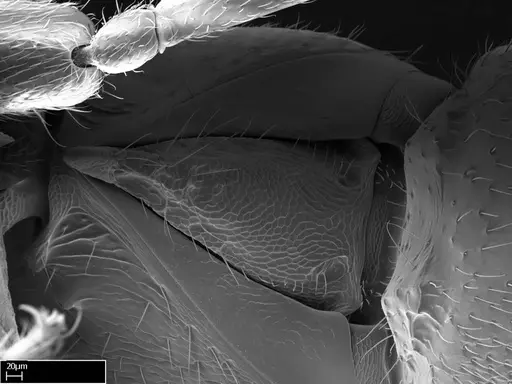Stigmatomma liebe specimen CASENT0009102 image casent0009102_2