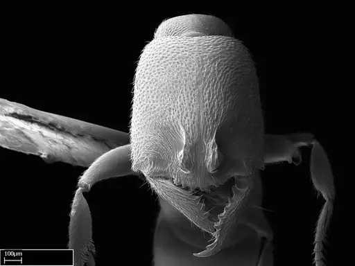 Stigmatomma liebe specimen CASENT0009102 image casent0009102_3