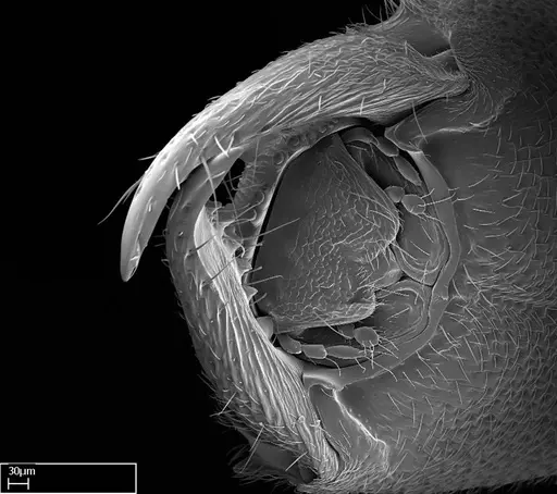 Stigmatomma liebe specimen CASENT0009102 image casent0009102_4