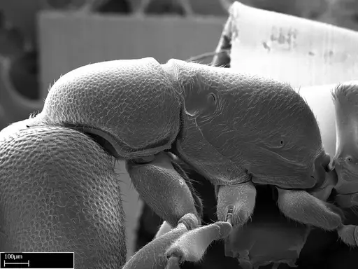 Stigmatomma liebe specimen CASENT0009102 image casent0009102_5