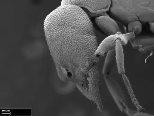 Stigmatomma liebe specimen CASENT0009102 image casent0009102_6