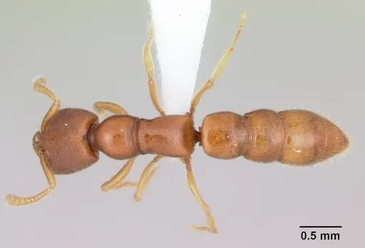 Stigmatomma liebe specimen CASENT0227587 image casent0227587_1