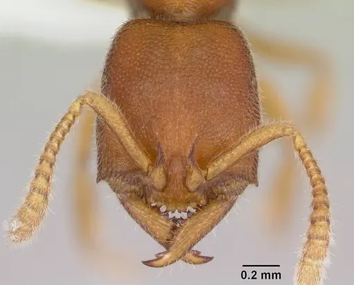 Stigmatomma liebe specimen CASENT0227587 image casent0227587_2