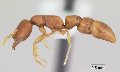 Stigmatomma liebe specimen CASENT0227587 image casent0227587_3