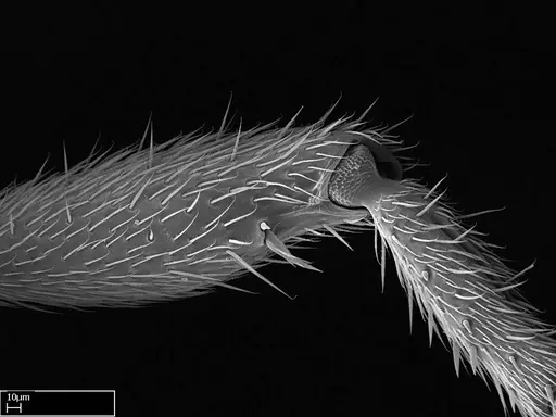 Stigmatomma liebe specimen CASENT0318413 image casent0318413_1