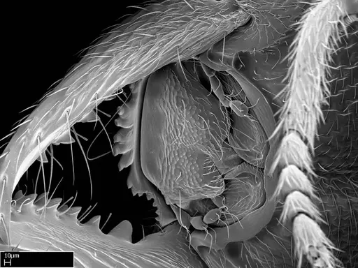 Stigmatomma liebe specimen CASENT0318414 image casent0318414_2