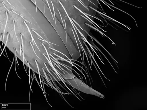 Stigmatomma liebe specimen CASENT0318414 image casent0318414_3