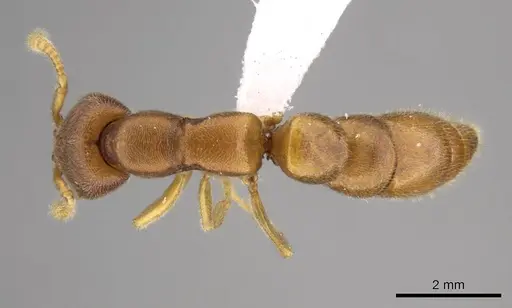 Stigmatomma liebe specimen CASENT0318428 image casent0318428_1