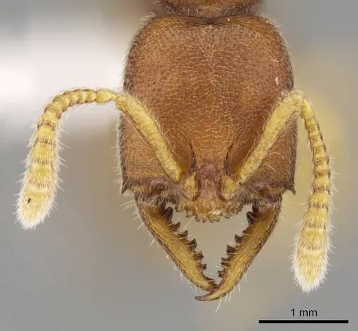 Stigmatomma liebe specimen CASENT0318428 image casent0318428_2
