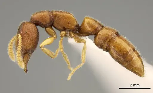 Stigmatomma liebe specimen CASENT0318428 image casent0318428_3